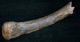 Edmontosaurus (Hadrosaur) Hand Bone - Montana #8455-2